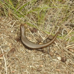 Eulamprus tympanum at Kosciuszko National Park - 21 Feb 2024