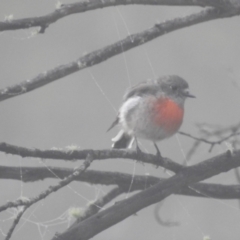 Petroica boodang (Scarlet Robin) at Kosciuszko National Park - 22 Feb 2024 by HelenCross