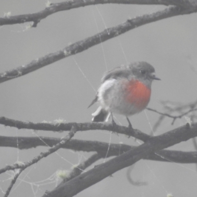 Petroica boodang (Scarlet Robin) at Kosciuszko National Park - 22 Feb 2024 by HelenCross