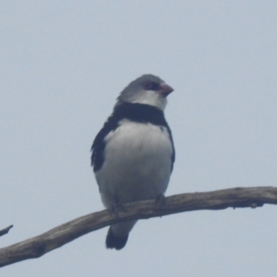 Stagonopleura guttata (Diamond Firetail) at Kosciuszko National Park - 21 Feb 2024 by HelenCross