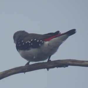 Stagonopleura guttata at Kosciuszko National Park - 22 Feb 2024