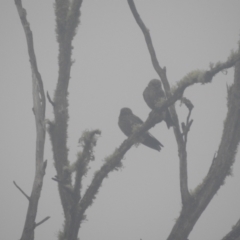 Artamus cyanopterus (Dusky Woodswallow) at Kosciuszko National Park - 22 Feb 2024 by HelenCross