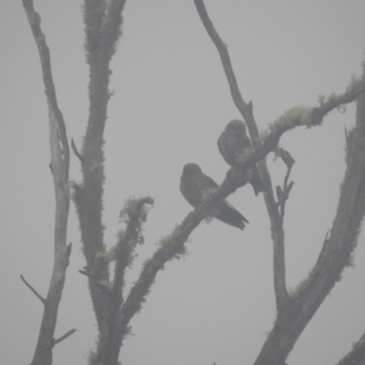 Artamus cyanopterus cyanopterus (Dusky Woodswallow) at Kosciuszko National Park - 21 Feb 2024 by HelenCross