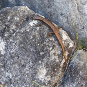 Eulamprus heatwolei at Kosciuszko National Park - 22 Feb 2024