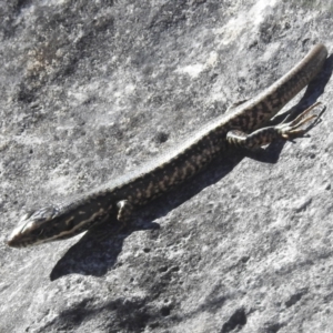 Eulamprus heatwolei at Kosciuszko National Park - 22 Feb 2024