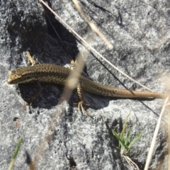 Eulamprus heatwolei at Kosciuszko National Park - 22 Feb 2024