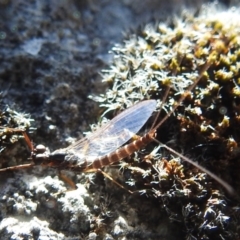 Ephemeroptera (order) (Unidentified Mayfly) at Kosciuszko National Park - 22 Feb 2024 by HelenCross