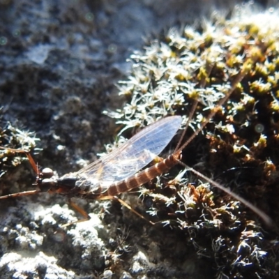 Ephemeroptera (order) (Unidentified Mayfly) at Kosciuszko National Park - 22 Feb 2024 by HelenCross