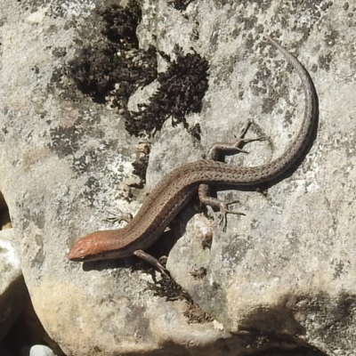 Lampropholis guichenoti (Common Garden Skink) at Kosciuszko National Park - 22 Feb 2024 by HelenCross