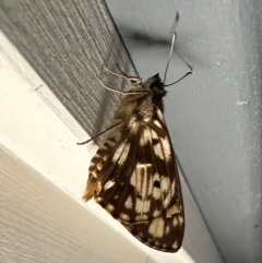 Hesperilla mastersi (Chequered Sedge-skipper) at Pebbly Beach, NSW - 19 Feb 2024 by Pirom