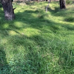 Microlaena stipoides (Weeping Grass) at The Fair, Watson - 25 Feb 2024 by waltraud