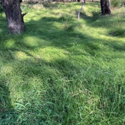 Microlaena stipoides (Weeping Grass) at Mount Majura - 25 Feb 2024 by waltraud