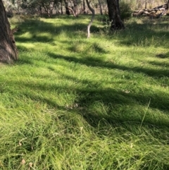 Microlaena stipoides at The Fair, Watson - 25 Feb 2024