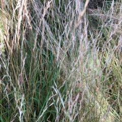 Rytidosperma (genus) (Wallaby Grass) at Mount Majura - 25 Feb 2024 by waltraud