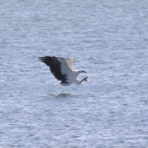 Haliaeetus leucogaster at Cleveland, QLD - 18 Feb 2024 11:05 AM