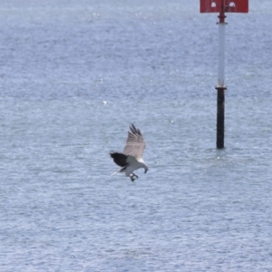 Haliaeetus leucogaster at Cleveland, QLD - 18 Feb 2024 11:05 AM