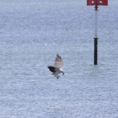 Haliaeetus leucogaster at Cleveland, QLD - 18 Feb 2024