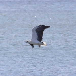 Haliaeetus leucogaster at Cleveland, QLD - 18 Feb 2024 11:05 AM