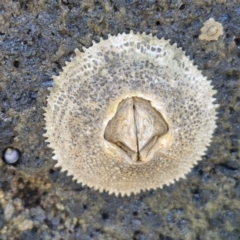 Tetraclitella purpurascens (Purple Four-plated Barnacle) at Batemans Marine Park - 25 Feb 2024 by trevorpreston