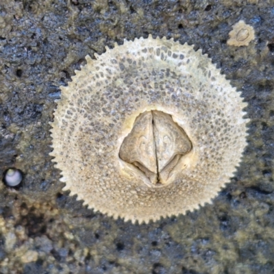 Tetraclitella purpurascens (Purple Four-plated Barnacle) at OHara Headland Walking Track - 25 Feb 2024 by trevorpreston