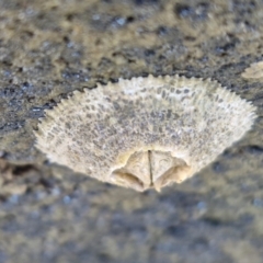 Tetraclitella purpurascens at OHara Headland Walking Track - 25 Feb 2024