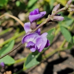 Glycine sp. at Kioloa, NSW - 25 Feb 2024 by trevorpreston