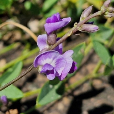 Glycine sp. at Kioloa, NSW - 25 Feb 2024 by trevorpreston