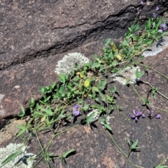 Glycine sp. at OHara Headland Walking Track - 25 Feb 2024