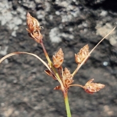 Fimbristylis dichotoma (A Sedge) at OHara Headland Walking Track - 25 Feb 2024 by trevorpreston