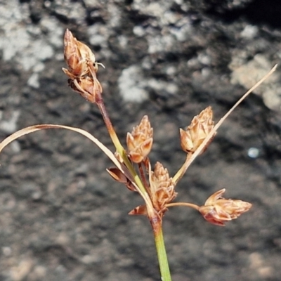 Fimbristylis dichotoma (A Sedge) at OHara Headland Walking Track - 25 Feb 2024 by trevorpreston