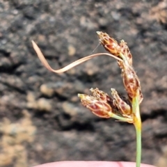 Fimbristylis dichotoma at OHara Headland Walking Track - 25 Feb 2024 01:24 PM