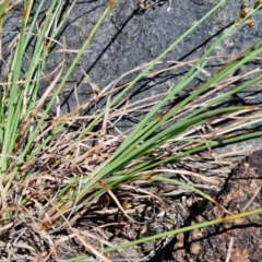 Fimbristylis dichotoma at OHara Headland Walking Track - 25 Feb 2024 01:24 PM