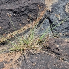 Fimbristylis dichotoma at OHara Headland Walking Track - 25 Feb 2024 01:24 PM