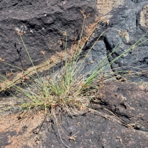 Fimbristylis dichotoma at OHara Headland Walking Track - 25 Feb 2024 01:24 PM