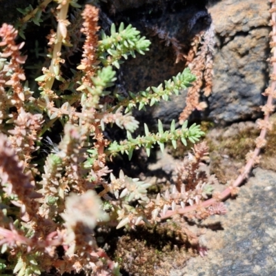 Crassula sieberiana (Austral Stonecrop) at OHara Headland Walking Track - 25 Feb 2024 by trevorpreston