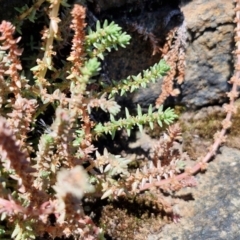 Crassula sieberiana (Austral Stonecrop) at Kioloa, NSW - 25 Feb 2024 by trevorpreston
