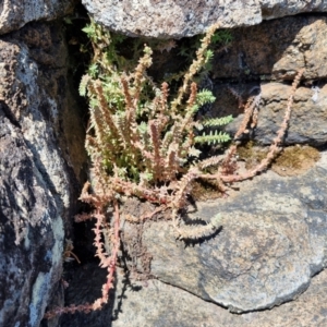 Crassula sieberiana at OHara Headland Walking Track - 25 Feb 2024