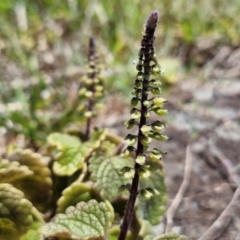 Plectranthus parviflorus (Cockspur Flower) at Kioloa, NSW - 25 Feb 2024 by trevorpreston