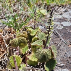 Coleus australis at OHara Headland Walking Track - 25 Feb 2024 01:20 PM