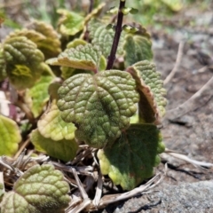 Plectranthus parviflorus at OHara Headland Walking Track - 25 Feb 2024