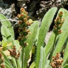 Plantago hispida (Hairy Plantain) at OHara Headland Walking Track - 25 Feb 2024 by trevorpreston