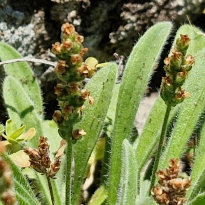 Plantago hispida (Hairy Plantain) at OHara Headland Walking Track - 25 Feb 2024 by trevorpreston