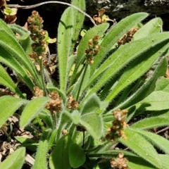 Plantago hispida at OHara Headland Walking Track - 25 Feb 2024 01:20 PM