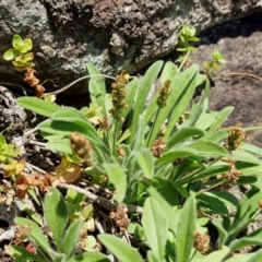 Plantago hispida at OHara Headland Walking Track - 25 Feb 2024 01:20 PM