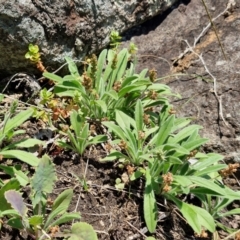 Plantago hispida at OHara Headland Walking Track - 25 Feb 2024 01:20 PM