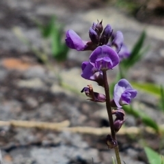 Glycine sp. at Kioloa, NSW - 25 Feb 2024 by trevorpreston