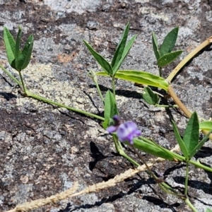 Glycine sp. at OHara Headland Walking Track - 25 Feb 2024