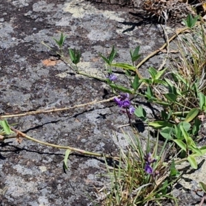 Glycine sp. at OHara Headland Walking Track - 25 Feb 2024