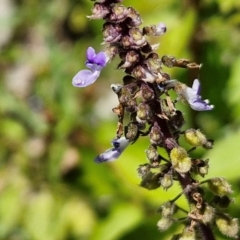 Coleus australis (Cockspur Flower) at Kioloa Bushcare Group - 25 Feb 2024 by trevorpreston