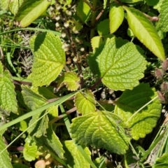 Coleus australis at OHara Headland Walking Track - 25 Feb 2024 01:18 PM